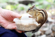 다람쥐 먹이주는 사진